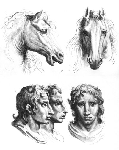 Similitudes entre las cabezas de un caballo y un hombre, de 